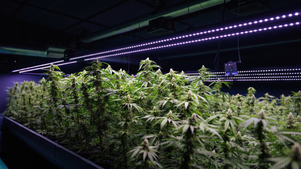 Cultivation in Ohio: Environmental Control, Consistency, and Yield in 2026