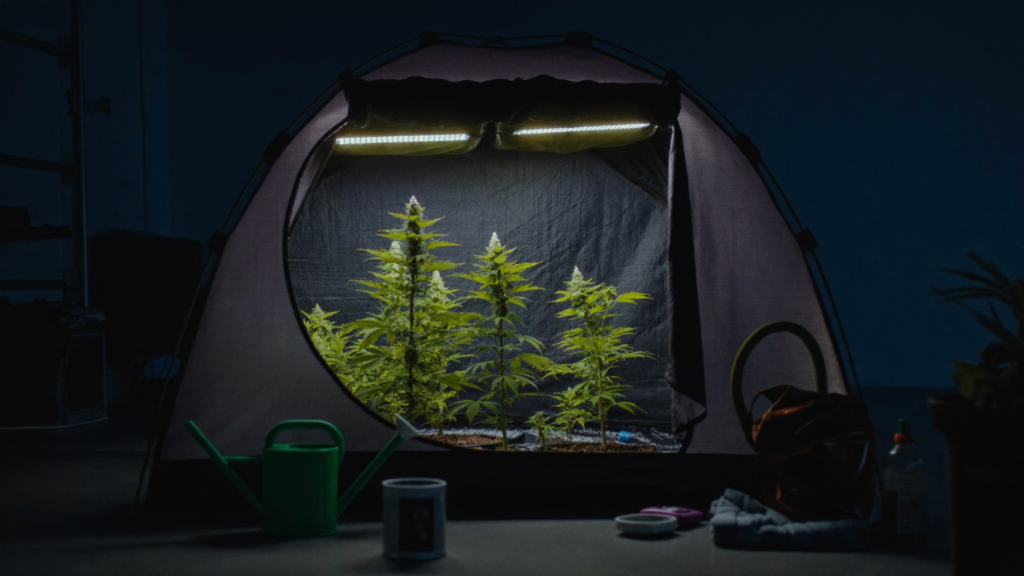 Home Grow in Ohio: What’s Allowed, What Works, and What to Avoid